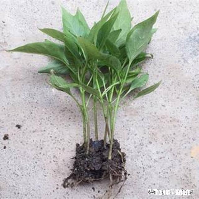 插的辣椒苗怎么垂头了呢该怎么办