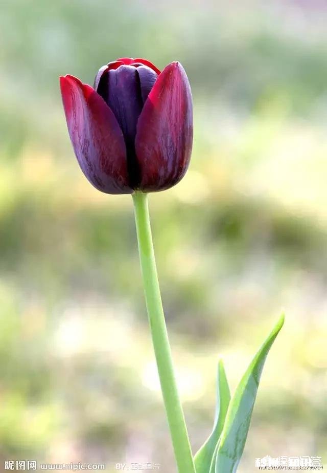 上联:夜不能寐辗转反侧，下联怎么对