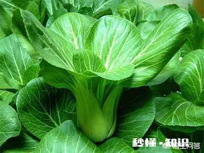 吃什么蔬菜对感冒有帮助