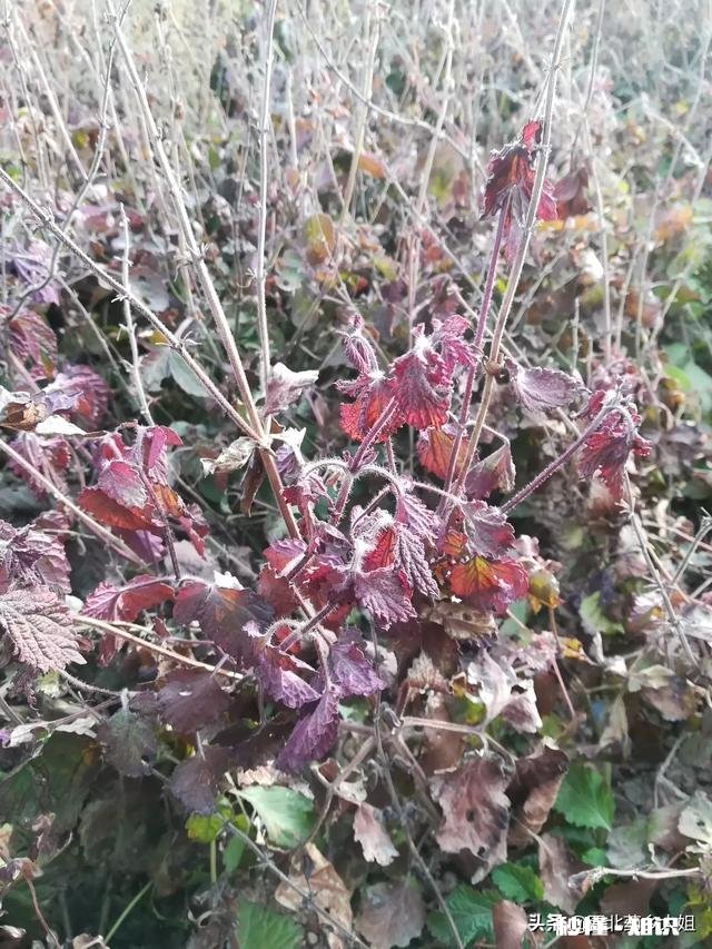 林下种植的少量中药材可以到哪里去卖怎么找销路