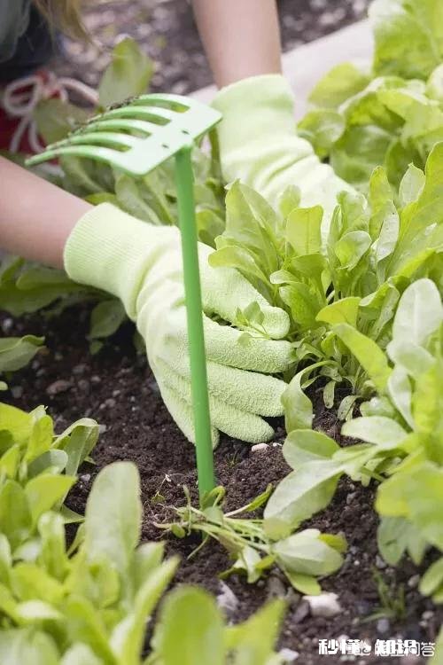 怎样给孩子做菠菜吃呢给孩子吃什么辅食比较好