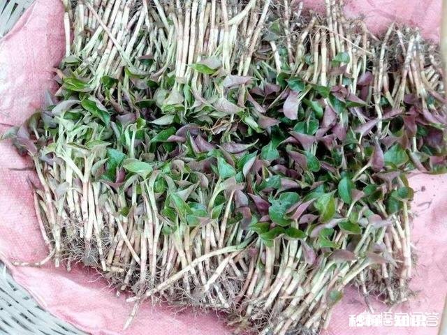 农村田边地头好多中草药，但是无人固定收购，有没有卖出去的方法