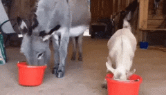 小虎登顶韩服第一，大家怎么看