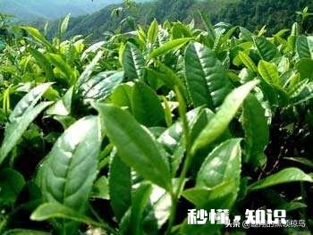 菜籽饼可以直接给茶苗施肥吗