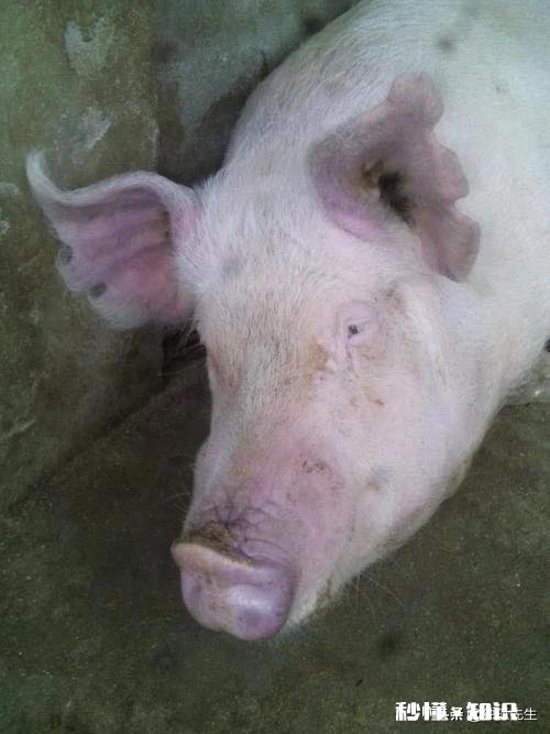 母猪耳朵发紫是什么原因