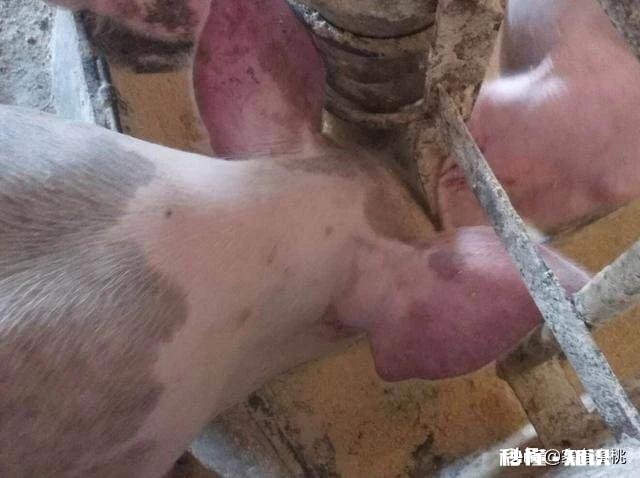 母猪耳朵发紫是什么原因