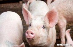 母猪耳朵发紫是什么原因