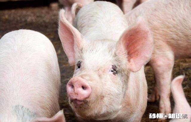 母猪耳朵发紫是什么原因