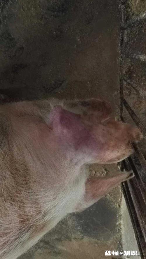 母猪耳朵发紫是什么原因
