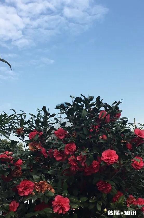 送给妈妈的礼物有什么推荐