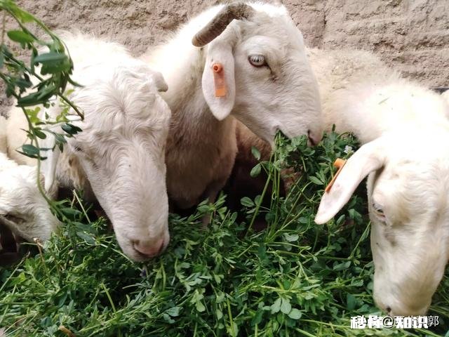 怎么判断母羊有没有怀孕该注意些什么