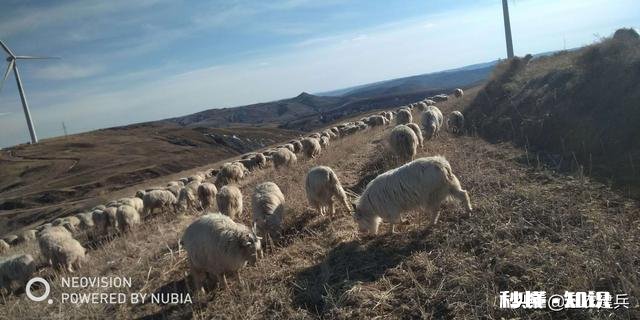 怎么判断母羊有没有怀孕该注意些什么