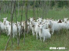 怎么判断母羊有没有怀孕该注意些什么