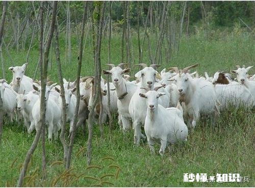 怎么判断母羊有没有怀孕该注意些什么