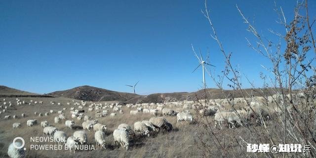 怎么判断母羊有没有怀孕该注意些什么