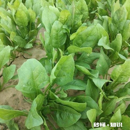 菠菜越冬以几个叶子为最好