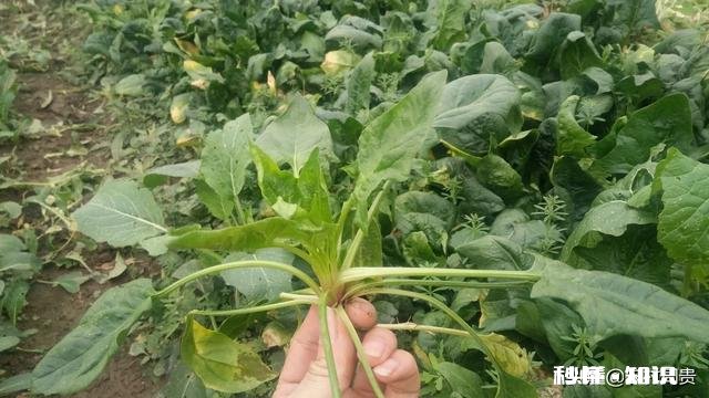 菠菜越冬以几个叶子为最好