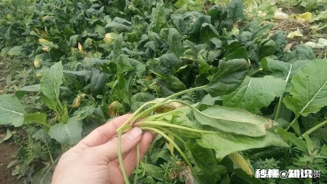 菠菜越冬以几个叶子为最好