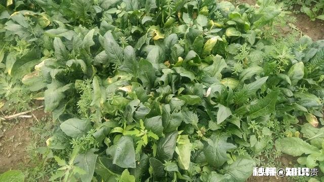 菠菜越冬以几个叶子为最好