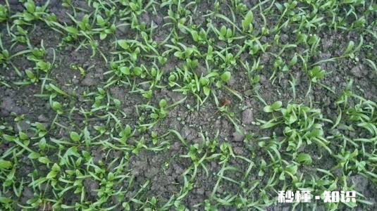 菠菜越冬以几个叶子为最好
