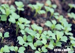 菠菜越冬以几个叶子为最好