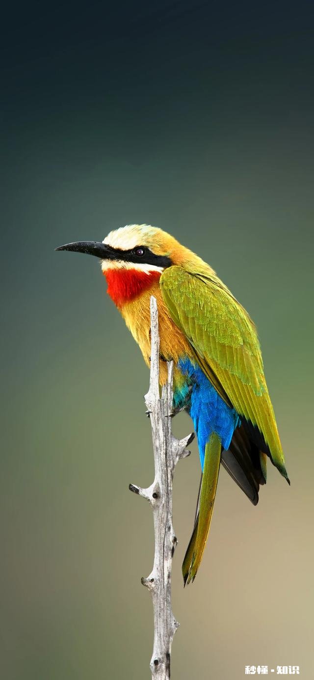 有什么好看的壁纸可以分享一下吗