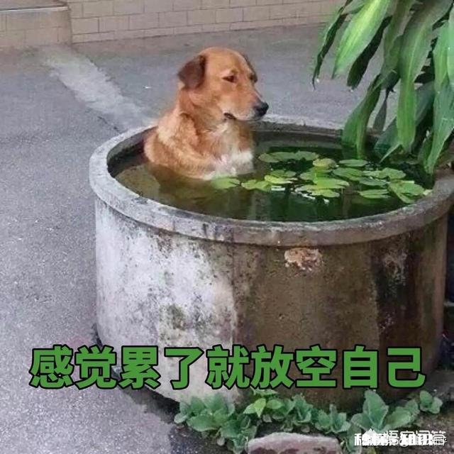 你拥有哪些斗图的表情包或表情