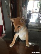 你养了好几年的宠物，如果办不了狗证，会怎么处理