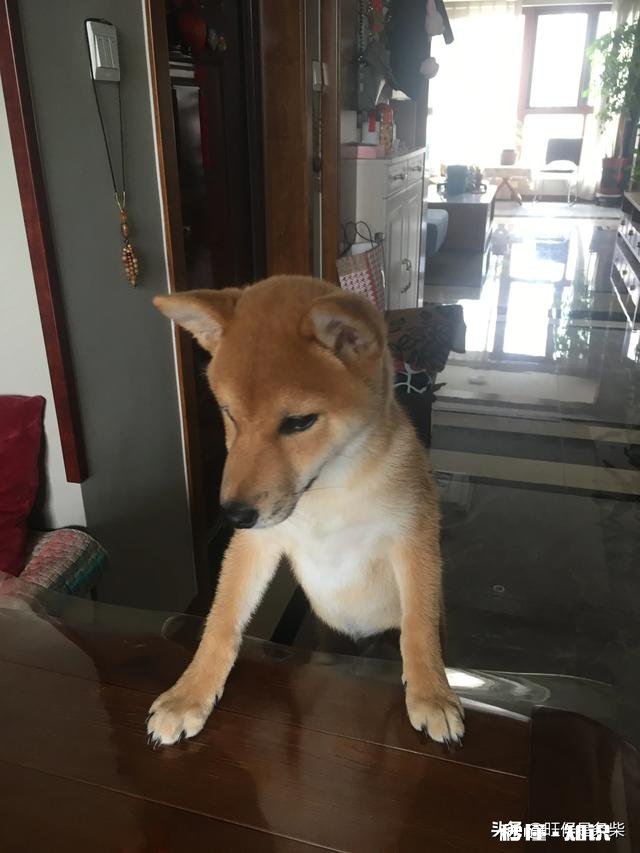 你养了好几年的宠物，如果办不了狗证，会怎么处理