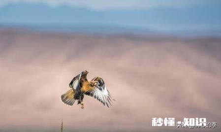 如果夫妻俩在家都是各玩各的，几乎没有几句交流，这说明了什么问题呢