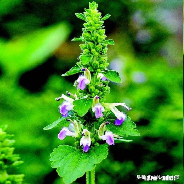 黑龙江地区的气候最适合种植哪些中药材作物