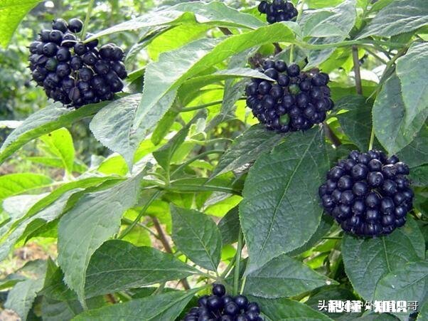 黑龙江地区的气候最适合种植哪些中药材作物