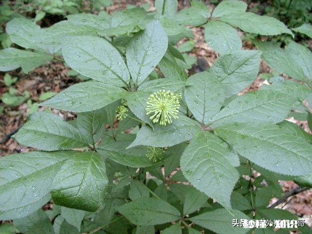 黑龙江地区的气候最适合种植哪些中药材作物