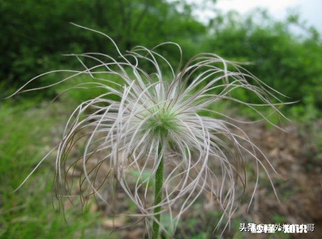 黑龙江地区的气候最适合种植哪些中药材作物
