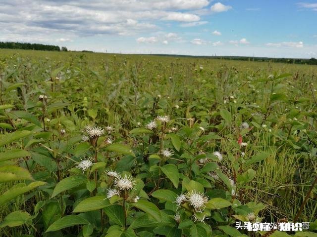 黑龙江地区的气候最适合种植哪些中药材作物