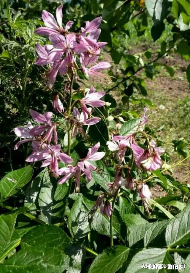黑龙江地区的气候最适合种植哪些中药材作物