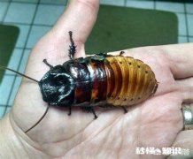 蟑螂这种生物为什么可以历经几亿年时光也没有灭亡呢