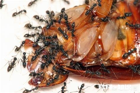 蟑螂这种生物为什么可以历经几亿年时光也没有灭亡呢