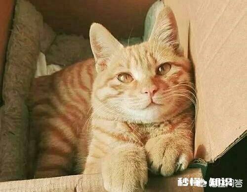 我国的本土猫那么优秀，为什么还不是纯种猫为什么