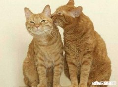 我国的本土猫那么优秀，为什么还不是纯种猫为什么