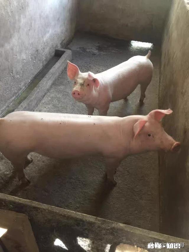 猪流产的原因有哪些