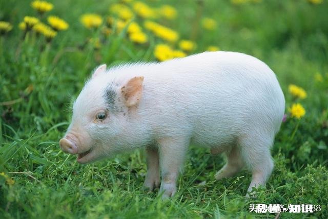 猪流产的原因有哪些