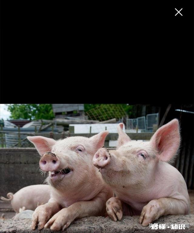 猪流产的原因有哪些