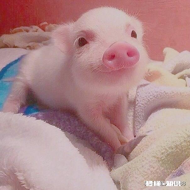 猪流产的原因有哪些