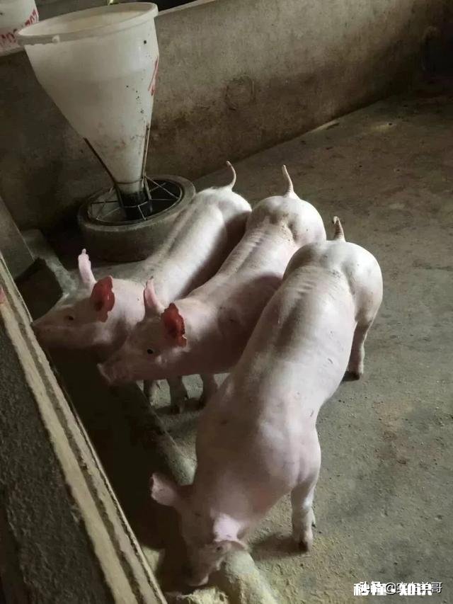 猪流产的原因有哪些