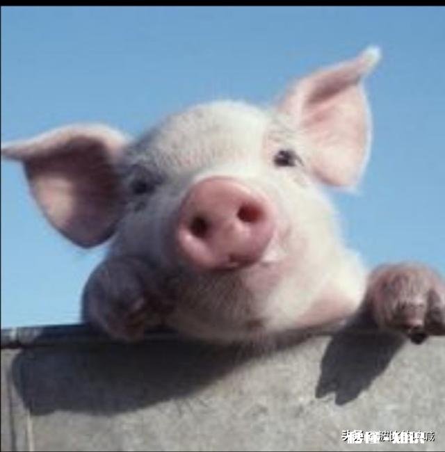 猪流产的原因有哪些