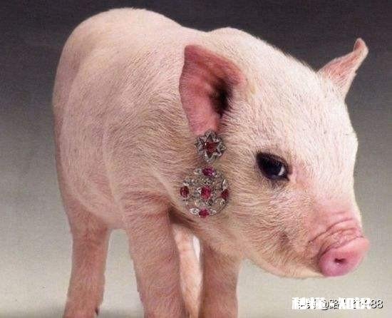 猪流产的原因有哪些