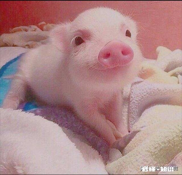 猪流产的原因有哪些