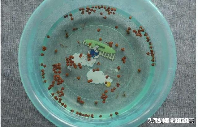 老妈经常性失眠，喝点什么没有副作用的东西调节一下呢