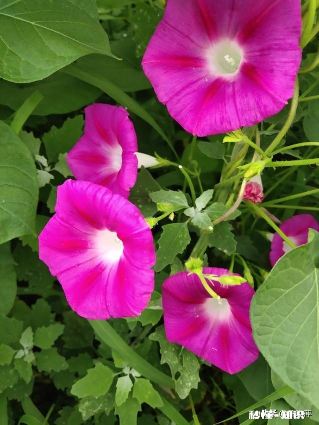 退休的“退友”们，愿意把你们退休后的快乐生活和体会分享一下吗